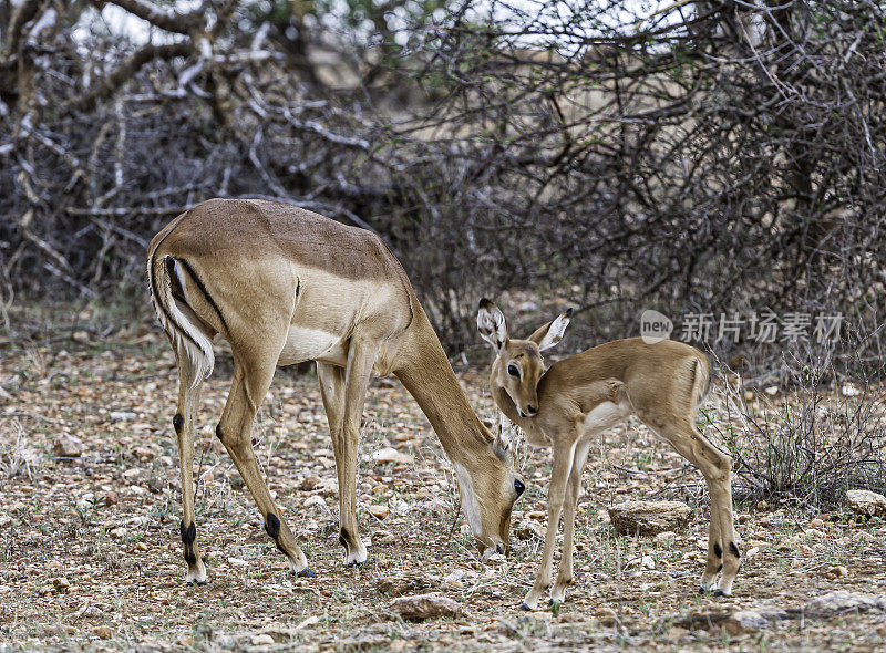 黑斑羚(Aepyceros melampus)是一种中型羚羊，产于非洲东部和南部。肯尼亚桑布鲁国家保护区。母鹿和小鹿。